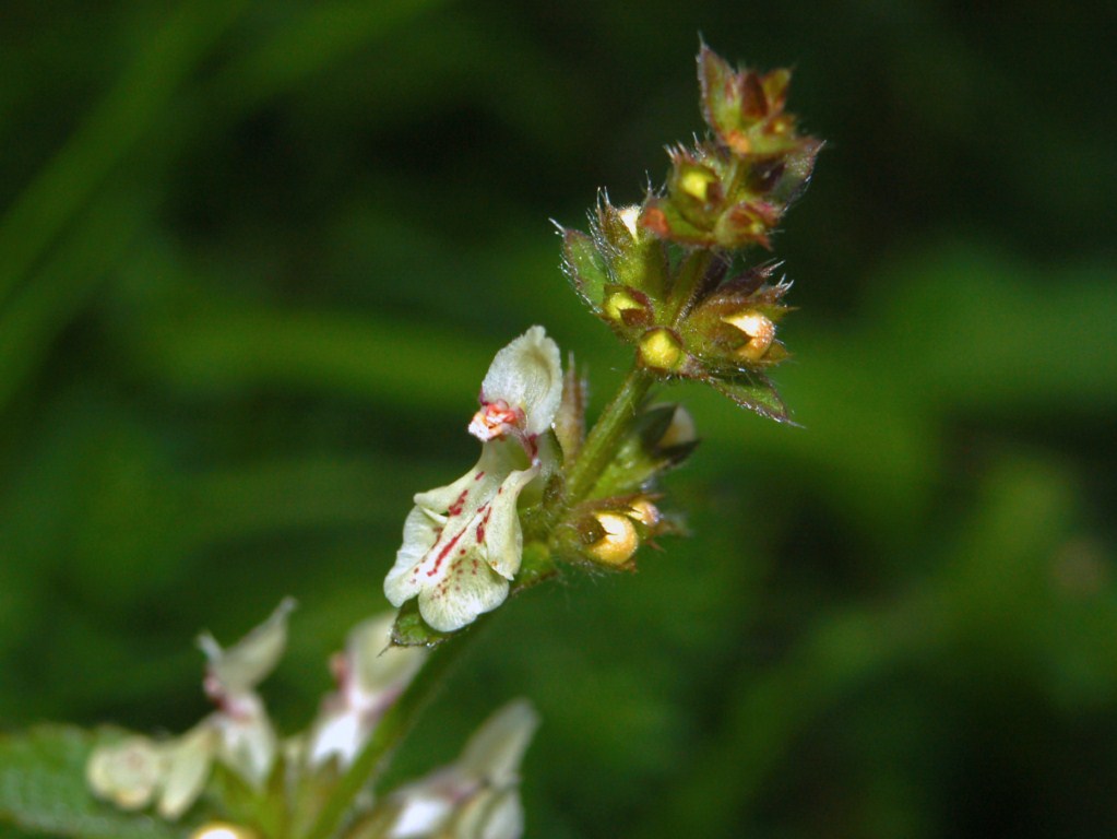 Stachys recta  / Stregona gialla